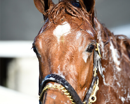 Wavertree Stables