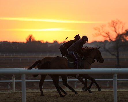 Wavertree Stables